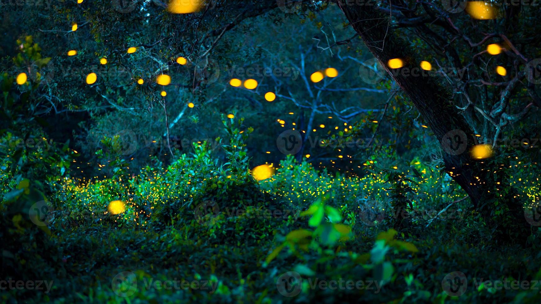 Firefly flying in the forest. Fireflies in the bush at night at Prachinburi, Thailand. Bokeh light of firefly flying in forest night time. Long exposure photos at night have noise, selective focus.