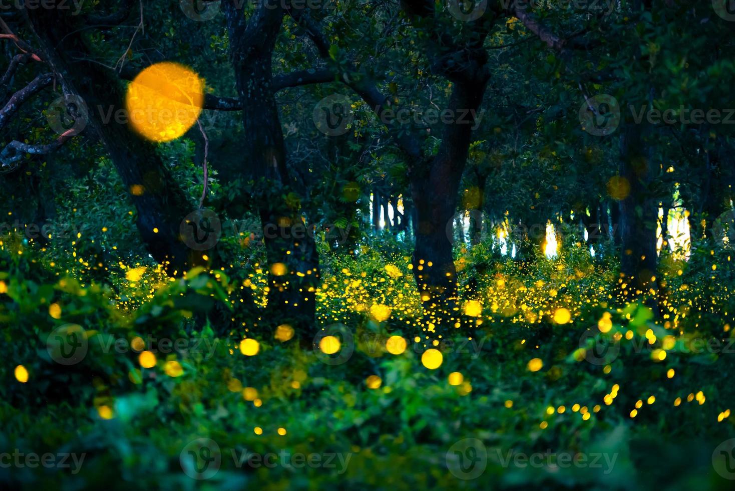 Firefly flying in the forest. Fireflies in the bush at night at Prachinburi, Thailand. Bokeh light of firefly flying in forest night time. Long exposure photos at night have noise, selective focus.