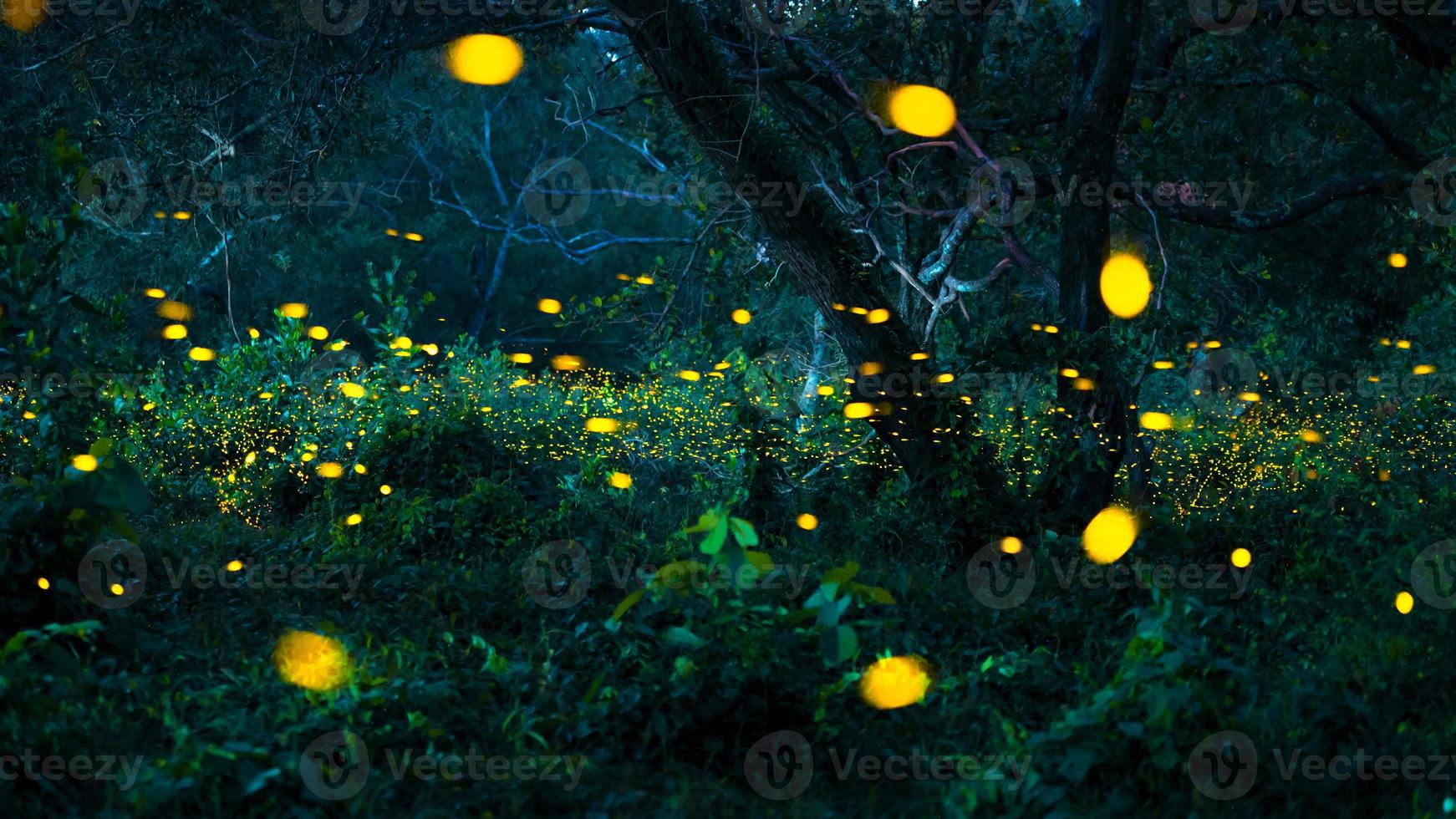Firefly flying in the forest. Fireflies in the bush at night at Prachinburi, Thailand. Bokeh light of firefly flying in forest night time. Long exposure photos at night have noise, selective focus.