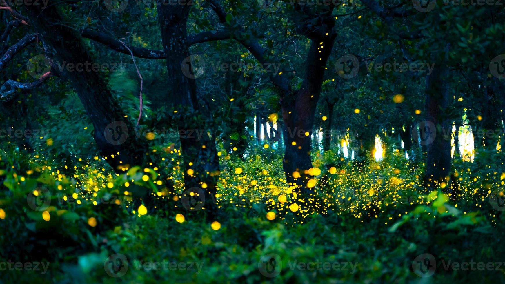 Firefly flying in the forest. Fireflies in the bush at night at Prachinburi, Thailand. Bokeh light of firefly flying in forest night time. Long exposure photos at night have noise, selective focus.
