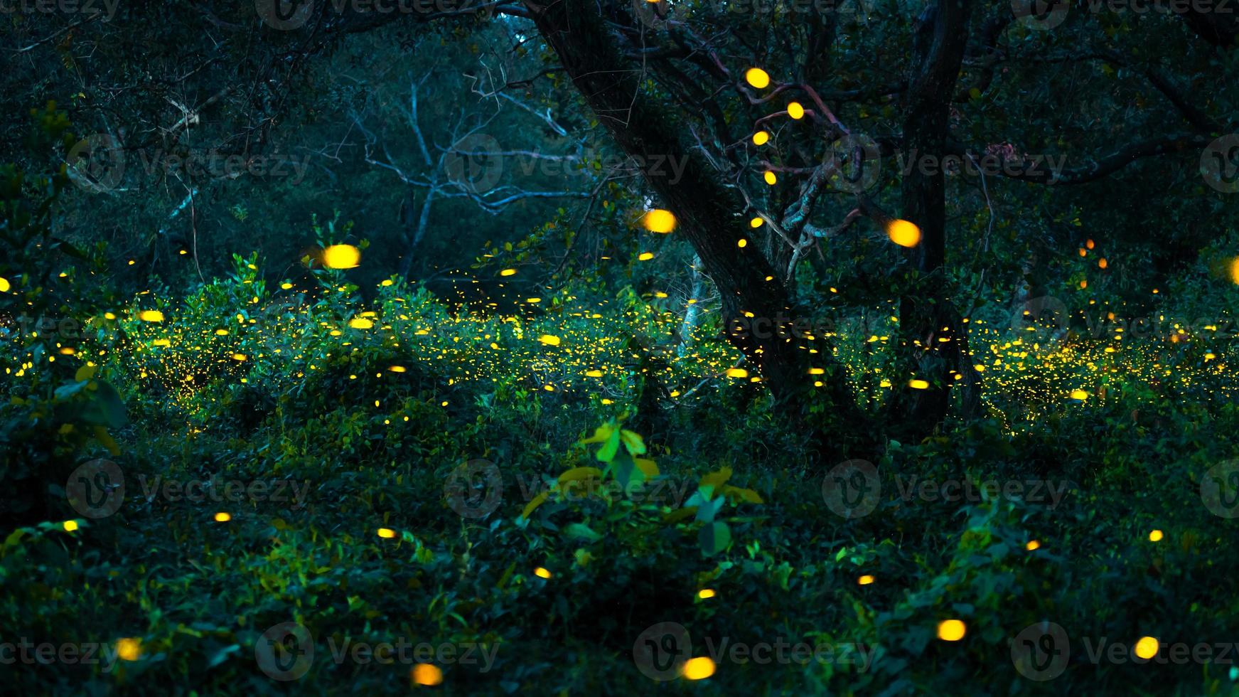 Firefly flying in the forest. Fireflies in the bush at night at Prachinburi, Thailand. Bokeh light of firefly flying in forest night time. Long exposure photos at night have noise, selective focus.