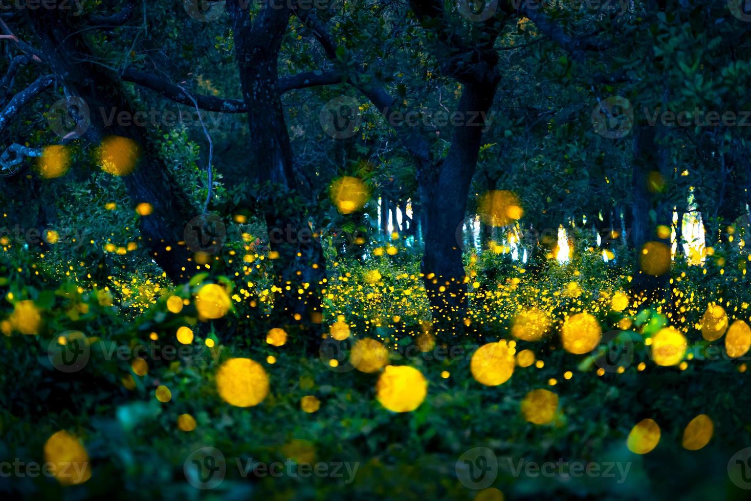 Firefly flying in the forest. Fireflies in the bush at night at Prachinburi, Thailand. Bokeh light of firefly flying in forest night time. Long exposure photos at night have noise, selective focus.