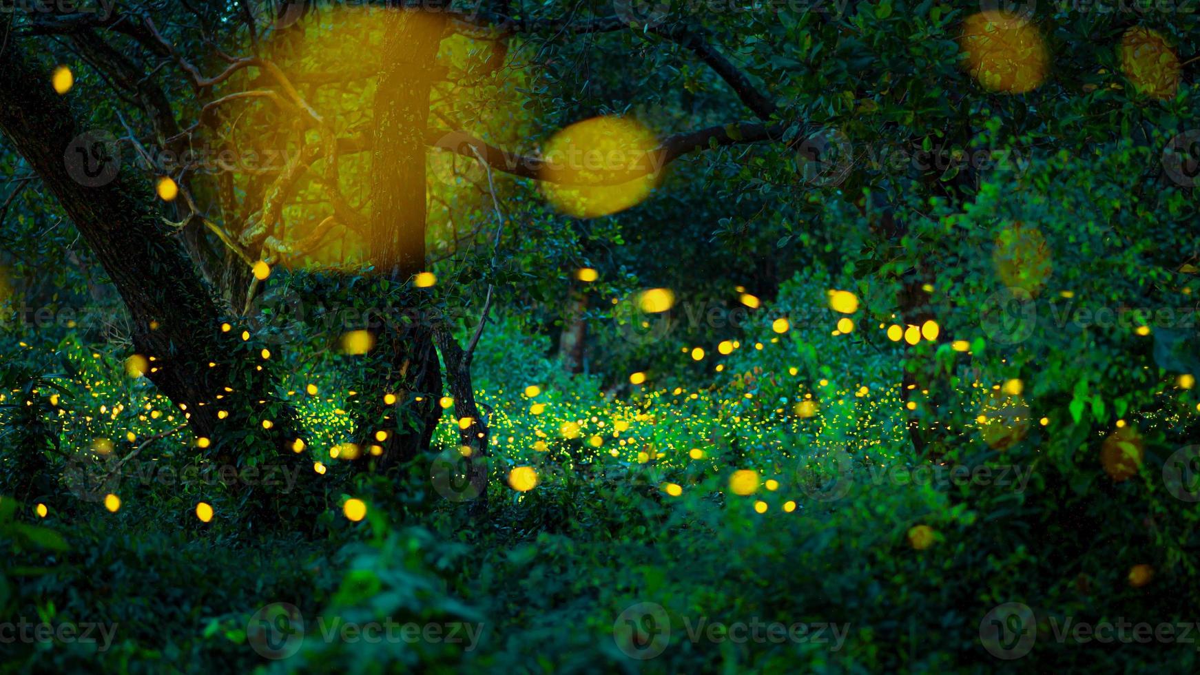 Firefly flying in the forest. Fireflies in the bush at night at Prachinburi, Thailand. Bokeh light of firefly flying in forest night time. Long exposure photos at night have noise, selective focus.