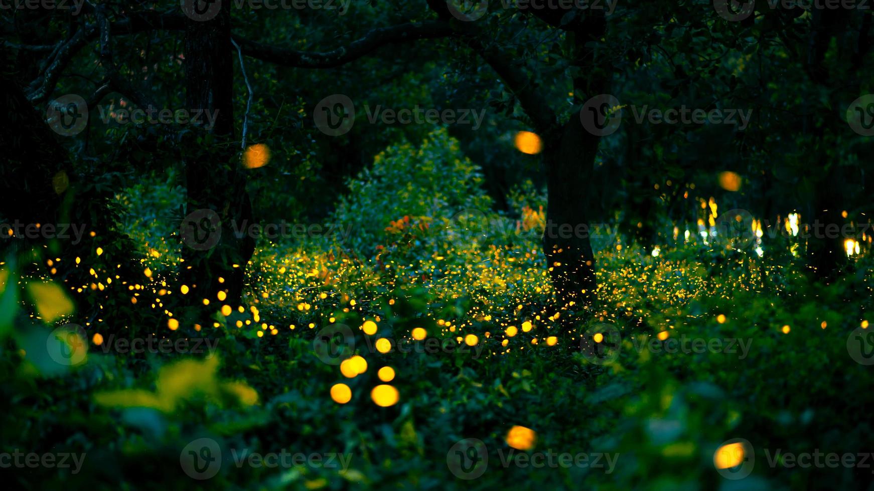 Firefly flying in the forest. Fireflies in the bush at night at Prachinburi, Thailand. Bokeh light of firefly flying in forest night time. Long exposure photos at night have noise, selective focus.