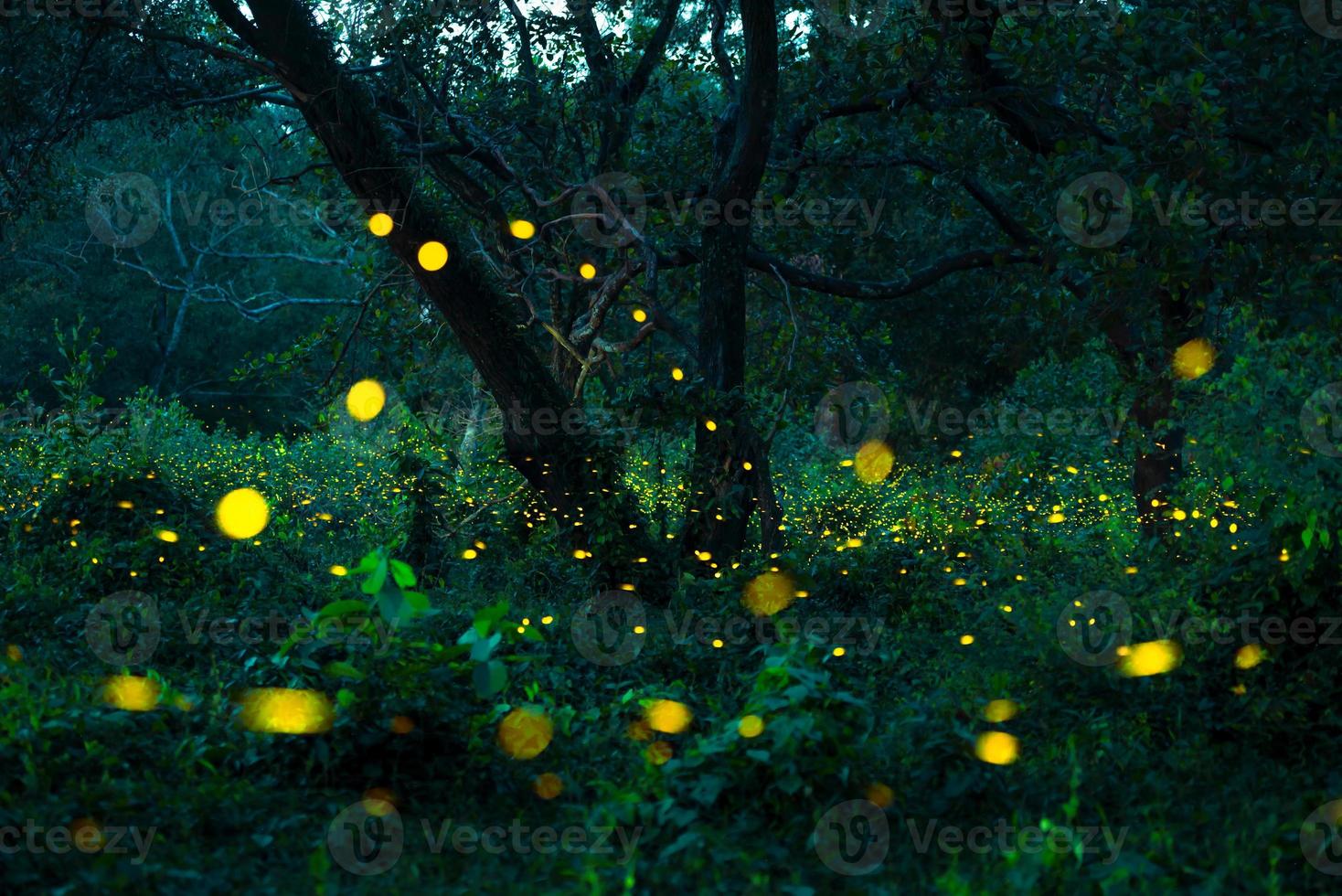 Firefly flying in the forest. Fireflies in the bush at night at Prachinburi, Thailand. Bokeh light of firefly flying in forest night time. Long exposure photos at night have noise, selective focus.