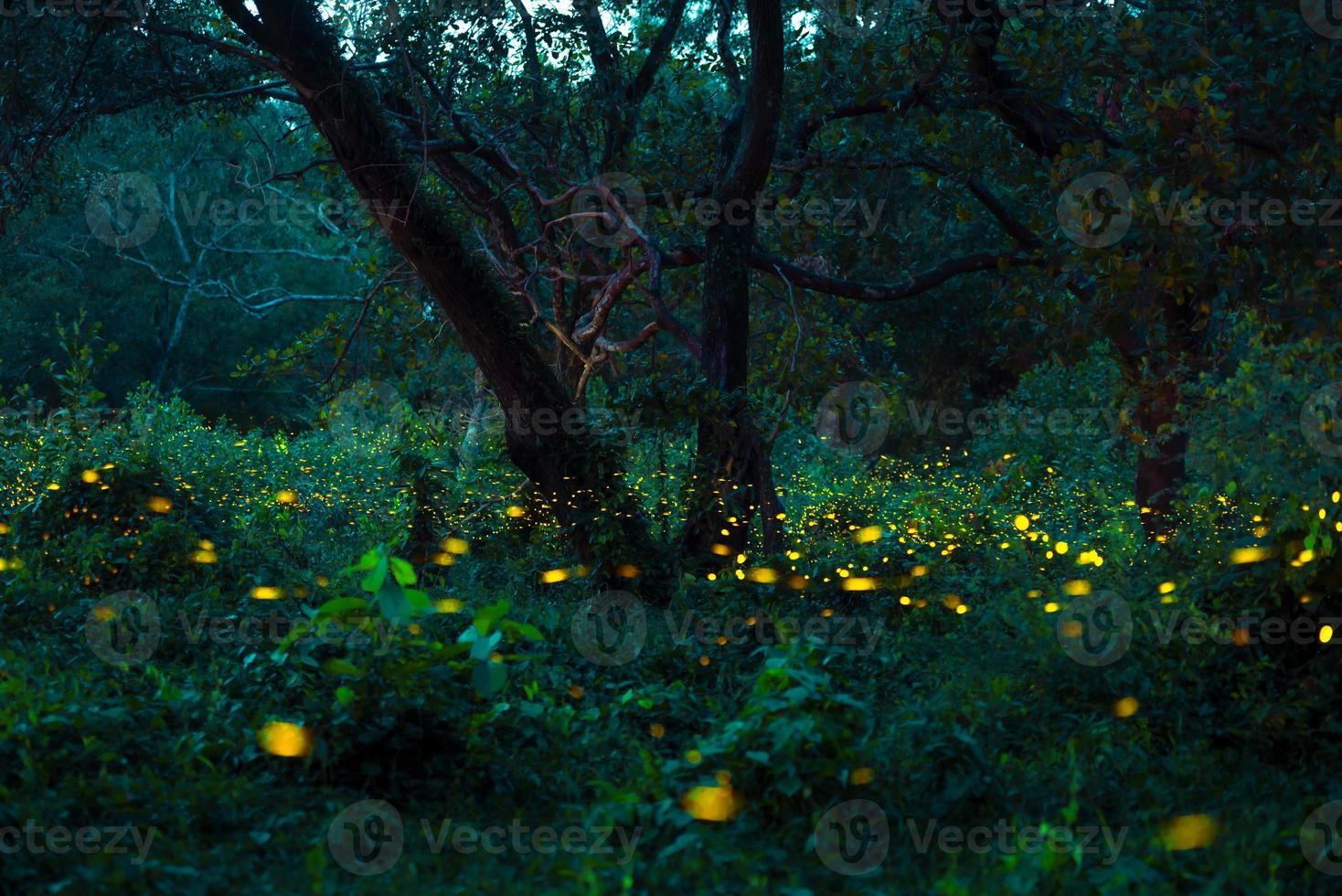 Firefly flying in the forest. Fireflies in the bush at night at Prachinburi, Thailand. Bokeh light of firefly flying in forest night time. Long exposure photos at night have noise, selective focus.