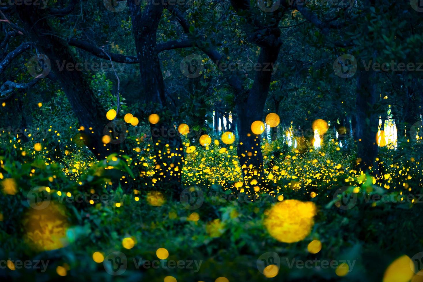 Firefly flying in the forest. Fireflies in the bush at night at Prachinburi, Thailand. Bokeh light of firefly flying in forest night time. Long exposure photos at night have noise, selective focus.