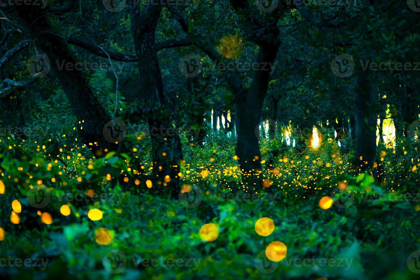 Firefly flying in the forest. Fireflies in the bush at night at Prachinburi, Thailand. Bokeh light of firefly flying in forest night time. Long exposure photos at night have noise, selective focus.