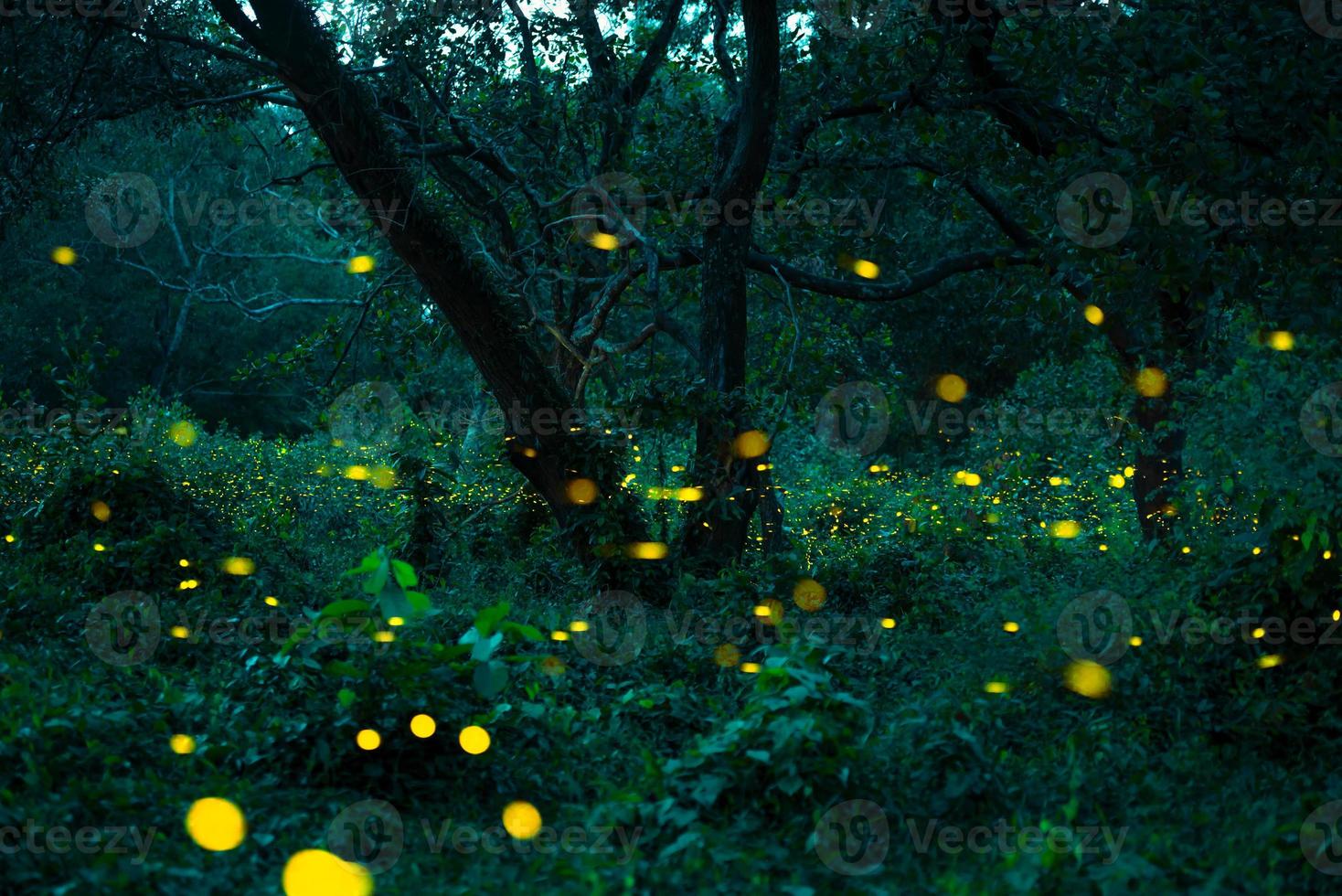 Firefly flying in the forest. Fireflies in the bush at night at Prachinburi, Thailand. Bokeh light of firefly flying in forest night time. Long exposure photos at night have noise, selective focus.