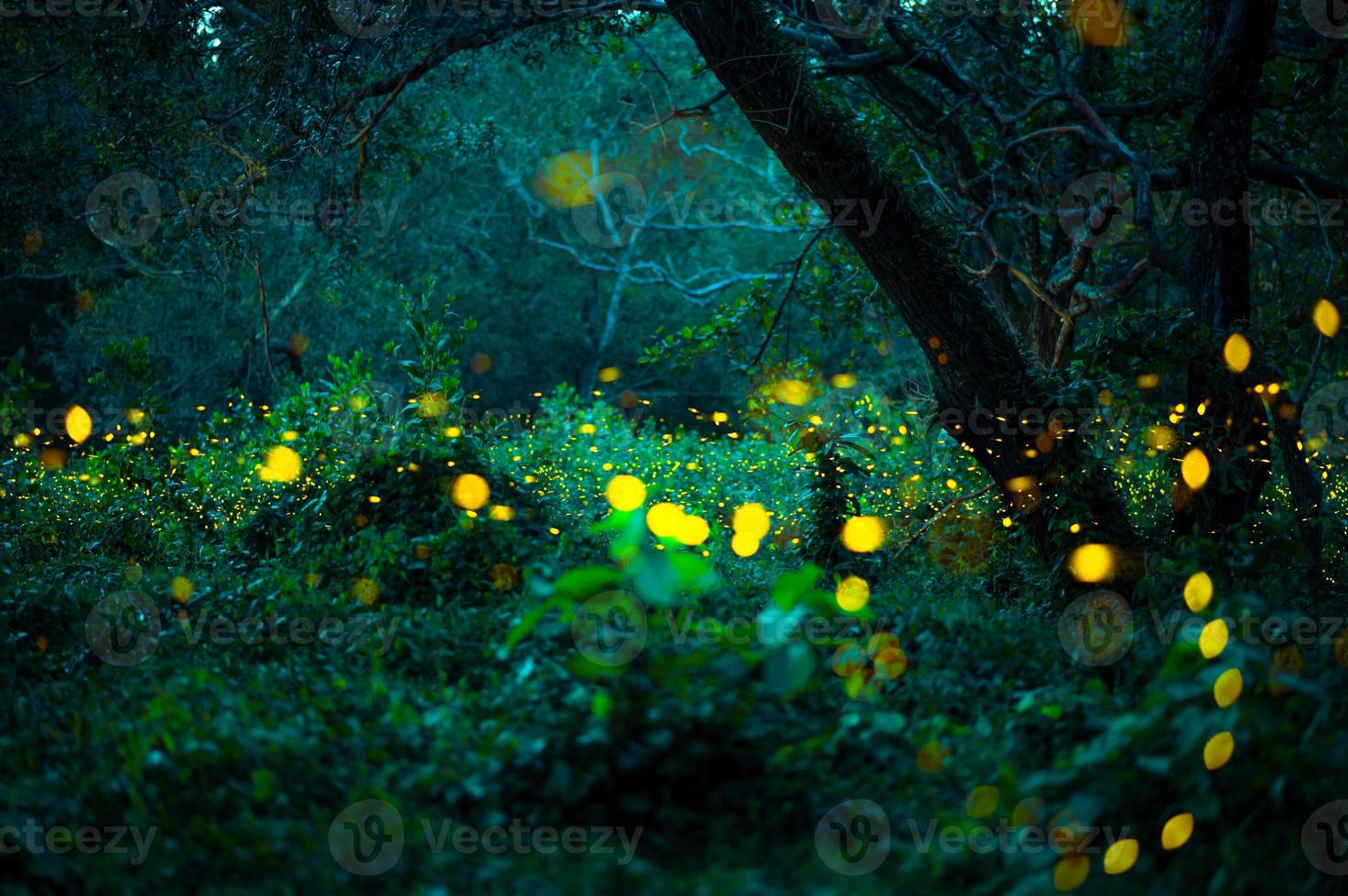 Firefly flying in the forest. Fireflies in the bush at night at Prachinburi, Thailand. Bokeh light of firefly flying in forest night time. Long exposure photos at night have noise, selective focus.