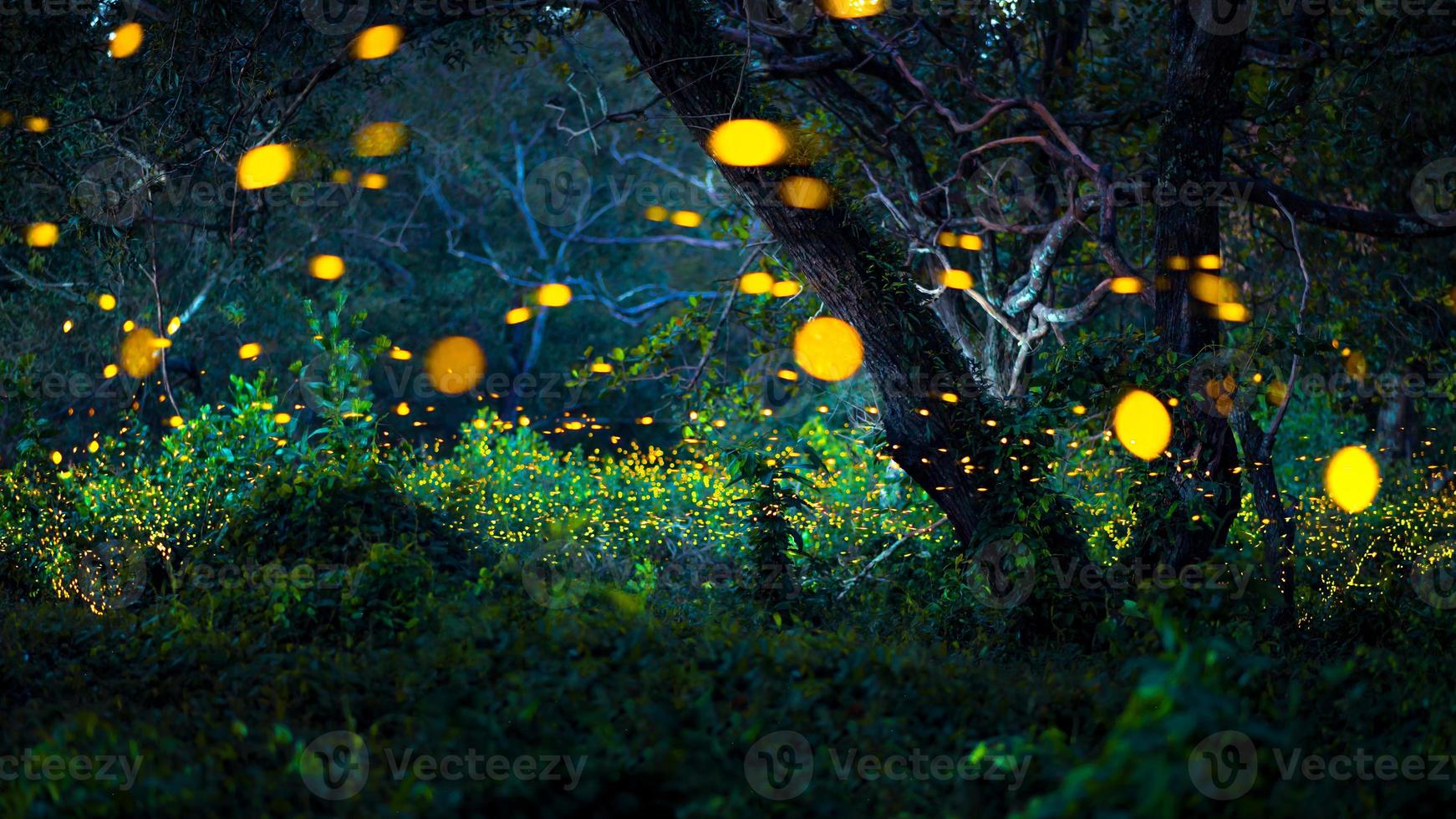 Firefly flying in the forest. Fireflies in the bush at night at Prachinburi, Thailand. Bokeh light of firefly flying in forest night time. Long exposure photos at night have noise, selective focus.