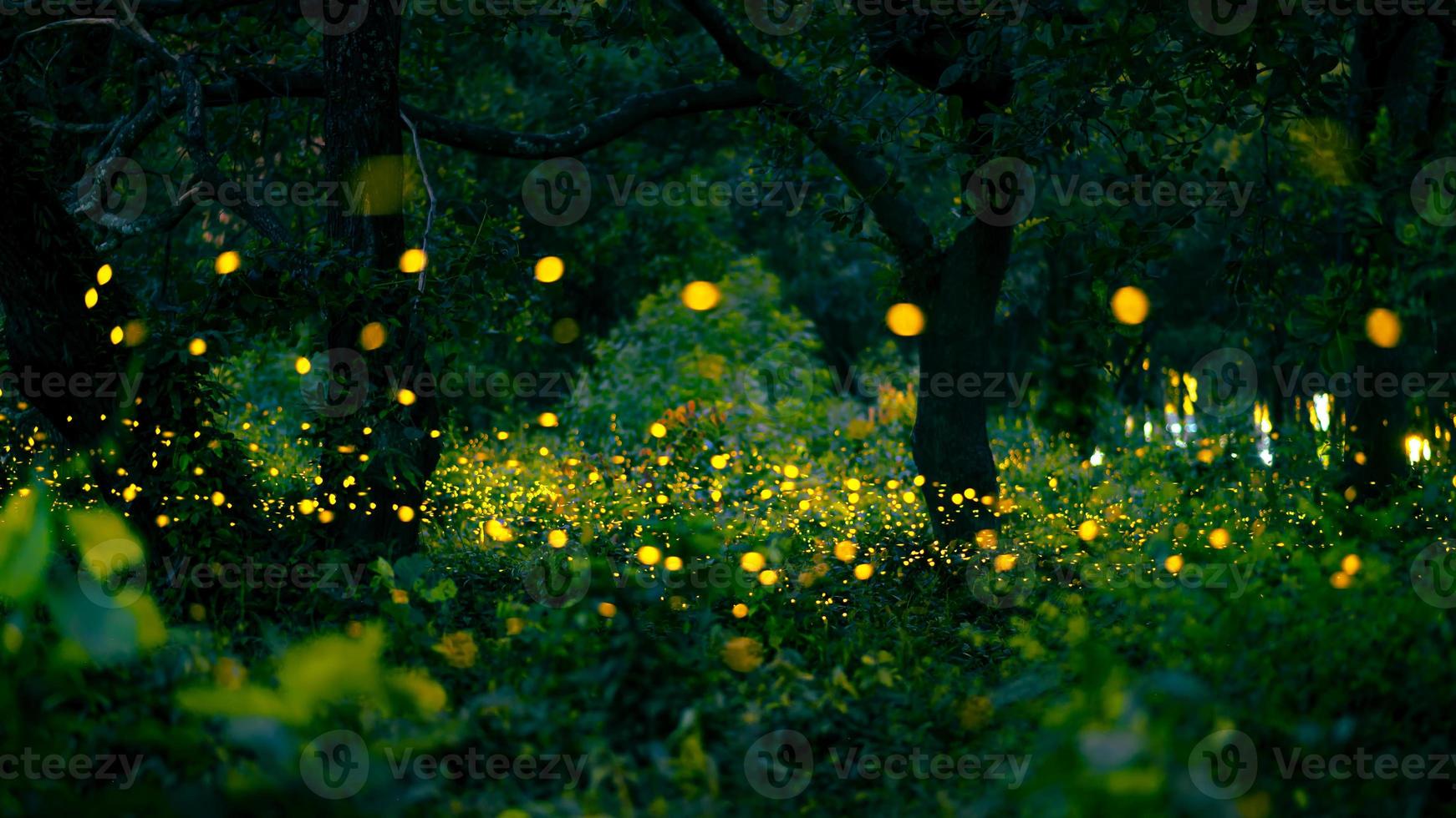 Firefly flying in the forest. Fireflies in the bush at night at Prachinburi, Thailand. Bokeh light of firefly flying in forest night time. Long exposure photos at night have noise, selective focus.