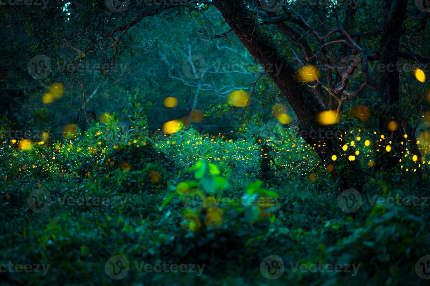 Firefly flying in the forest. Fireflies in the bush at night at Prachinburi, Thailand. Bokeh light of firefly flying in forest night time. Long exposure photos at night have noise, selective focus.