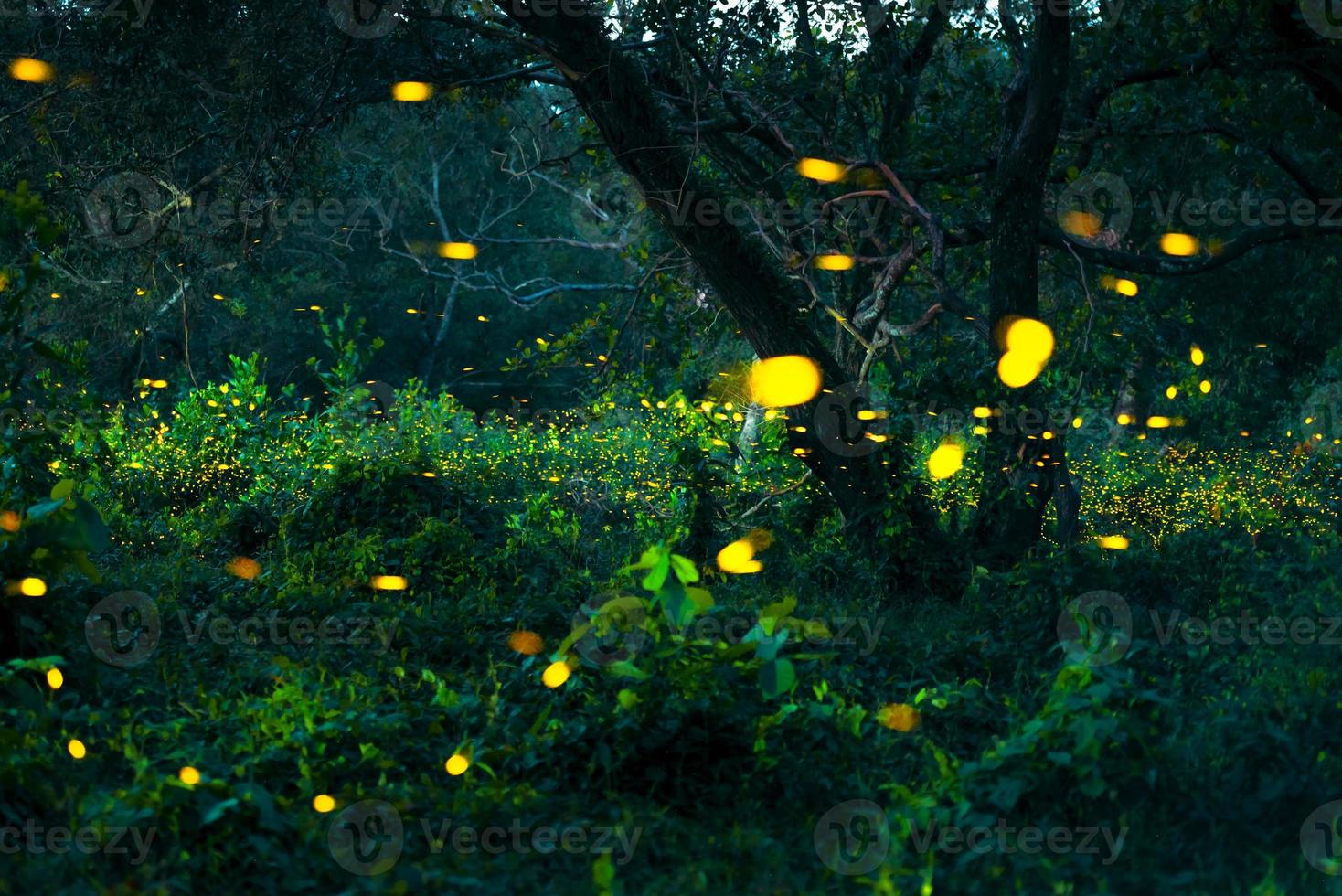 Firefly flying in the forest. Fireflies in the bush at night at Prachinburi, Thailand. Bokeh light of firefly flying in forest night time. Long exposure photos at night have noise, selective focus.