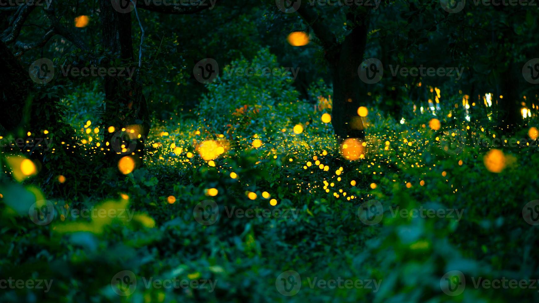 Firefly flying in the forest. Fireflies in the bush at night at Prachinburi, Thailand. Bokeh light of firefly flying in forest night time. Long exposure photos at night have noise, selective focus.