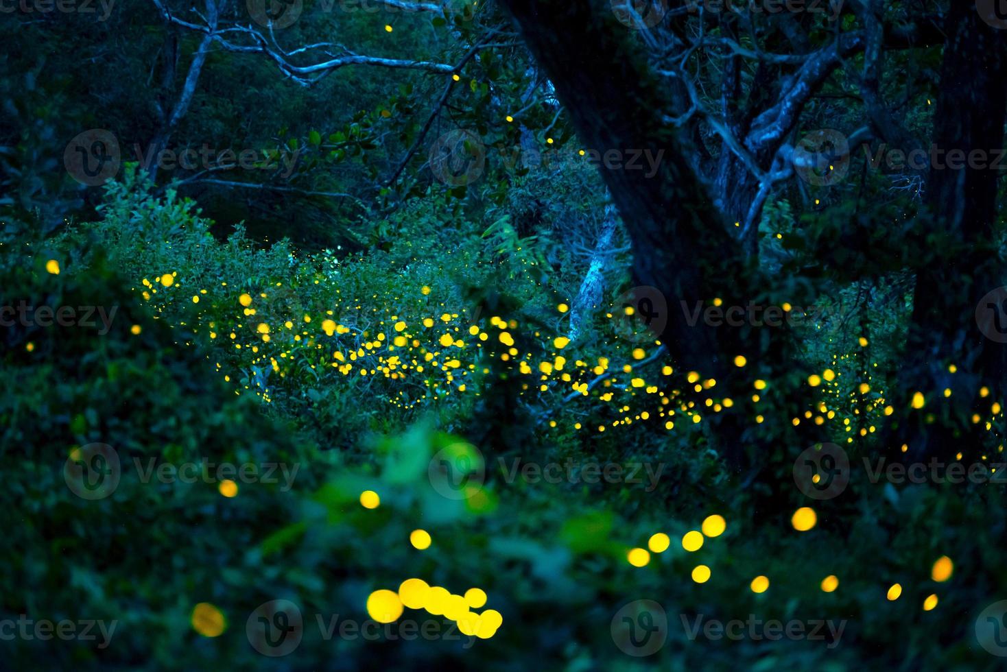 Firefly flying in the forest. Fireflies in the bush at night at Prachinburi, Thailand. Bokeh light of firefly flying in forest night time. Long exposure photos at night have noise, selective focus.