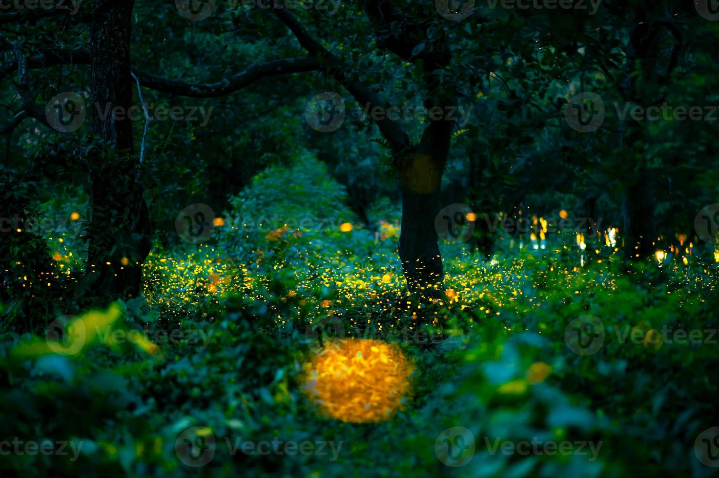 Firefly flying in the forest. Fireflies in the bush at night at Prachinburi, Thailand. Bokeh light of firefly flying in forest night time. Long exposure photos at night have noise, selective focus.