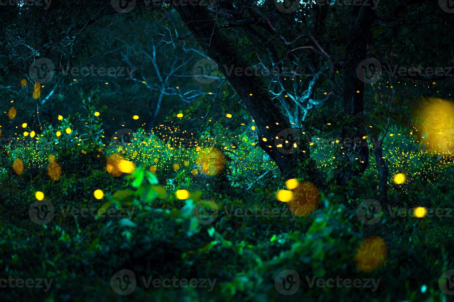 Firefly flying in the forest. Fireflies in the bush at night at Prachinburi, Thailand. Bokeh light of firefly flying in forest night time. Long exposure photos at night have noise, selective focus.