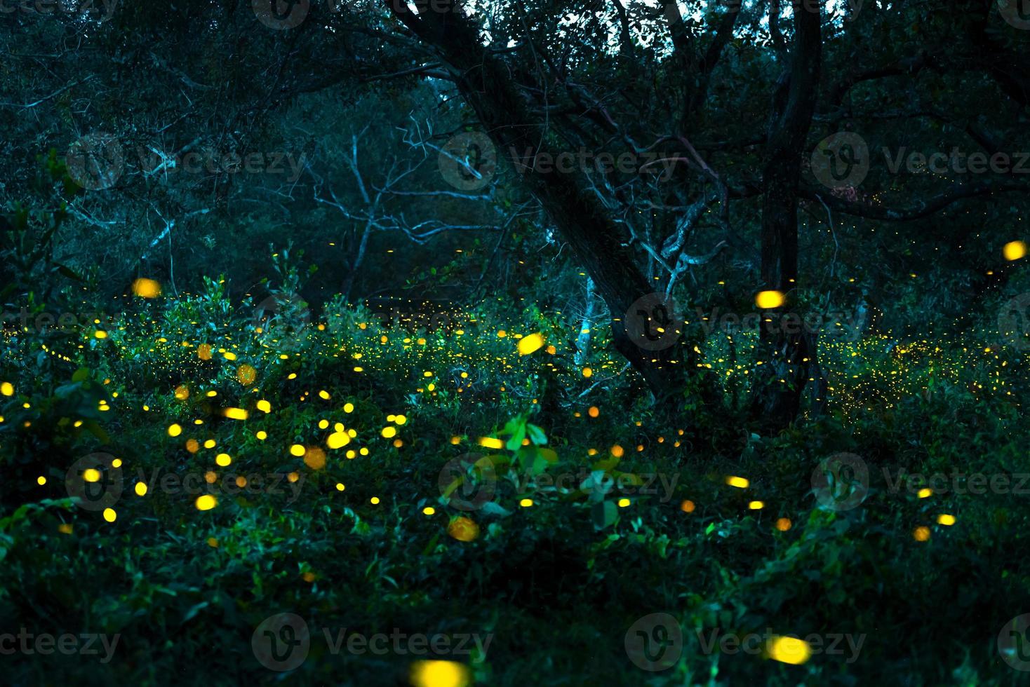 Firefly flying in the forest. Fireflies in the bush at night at Prachinburi, Thailand. Bokeh light of firefly flying in forest night time. Long exposure photos at night have noise, selective focus.