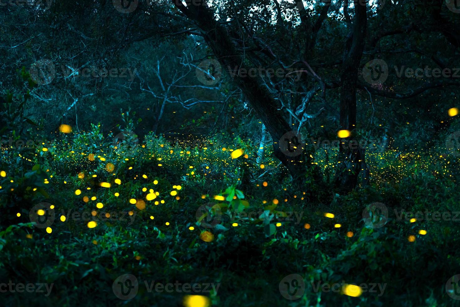 luciérnaga volando en el bosque. luciérnagas en el monte por la noche en prachinburi, tailandia. luz bokeh de luciérnaga volando en la noche del bosque. las fotos de larga exposición por la noche tienen ruido, enfoque selectivo.