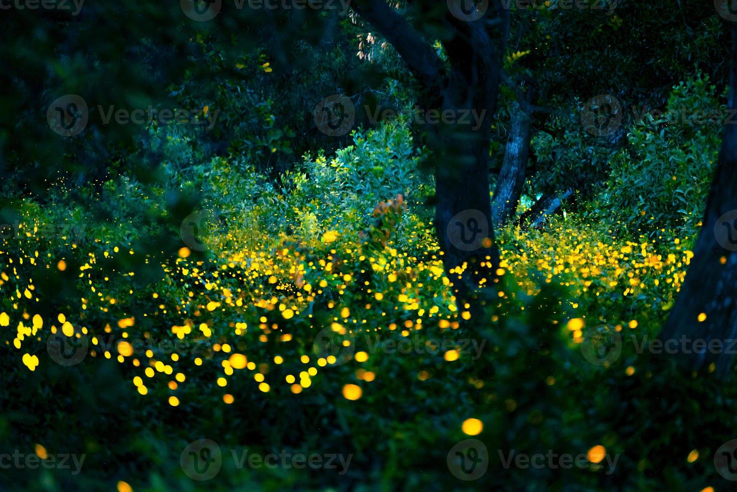 Firefly flying in the forest. Fireflies in the bush at night at Prachinburi, Thailand. Bokeh light of firefly flying in forest night time. Long exposure photos at night have noise, selective focus.