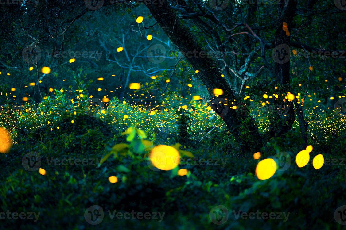 Firefly flying in the forest. Fireflies in the bush at night at Prachinburi, Thailand. Bokeh light of firefly flying in forest night time. Long exposure photos at night have noise, selective focus.