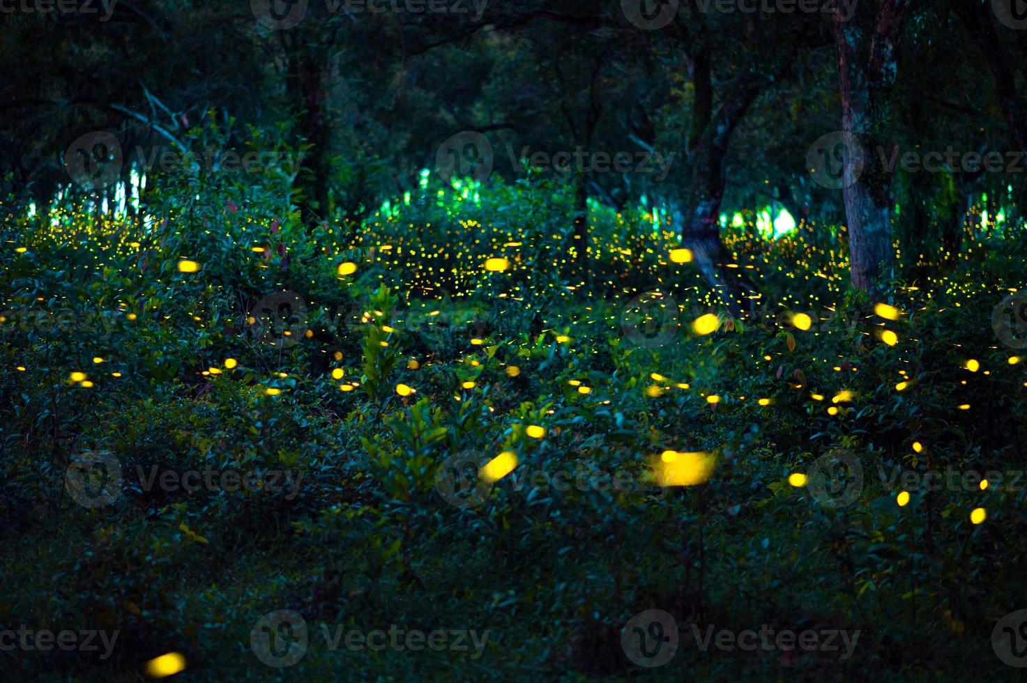 Firefly flying in the forest. Fireflies in the bush at night at Prachinburi, Thailand. Bokeh light of firefly flying in forest night time. Long exposure photos at night have noise, selective focus.