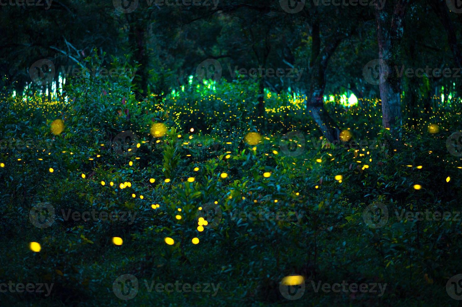 Firefly flying in the forest. Fireflies in the bush at night at Prachinburi, Thailand. Bokeh light of firefly flying in forest night time. Long exposure photos at night have noise, selective focus.