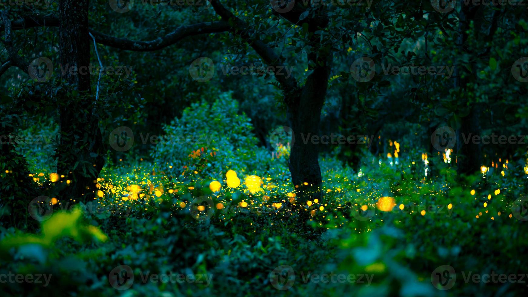 Firefly flying in the forest. Fireflies in the bush at night at Prachinburi, Thailand. Bokeh light of firefly flying in forest night time. Long exposure photos at night have noise, selective focus.