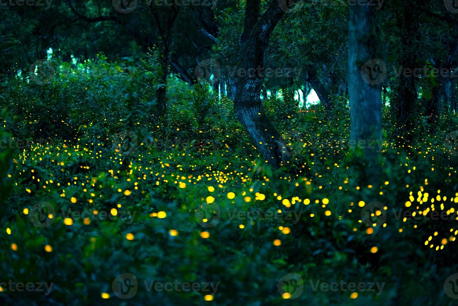 Firefly flying in the forest. Fireflies in the bush at night at Prachinburi, Thailand. Bokeh light of firefly flying in forest night time. Long exposure photos at night have noise, selective focus.
