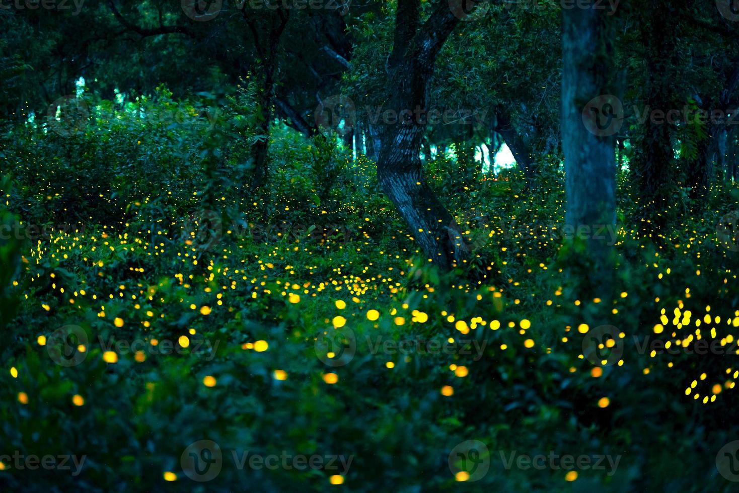 luciérnaga volando en el bosque. luciérnagas en el monte por la noche en prachinburi, tailandia. luz bokeh de luciérnaga volando en la noche del bosque. las fotos de larga exposición por la noche tienen ruido, enfoque selectivo.