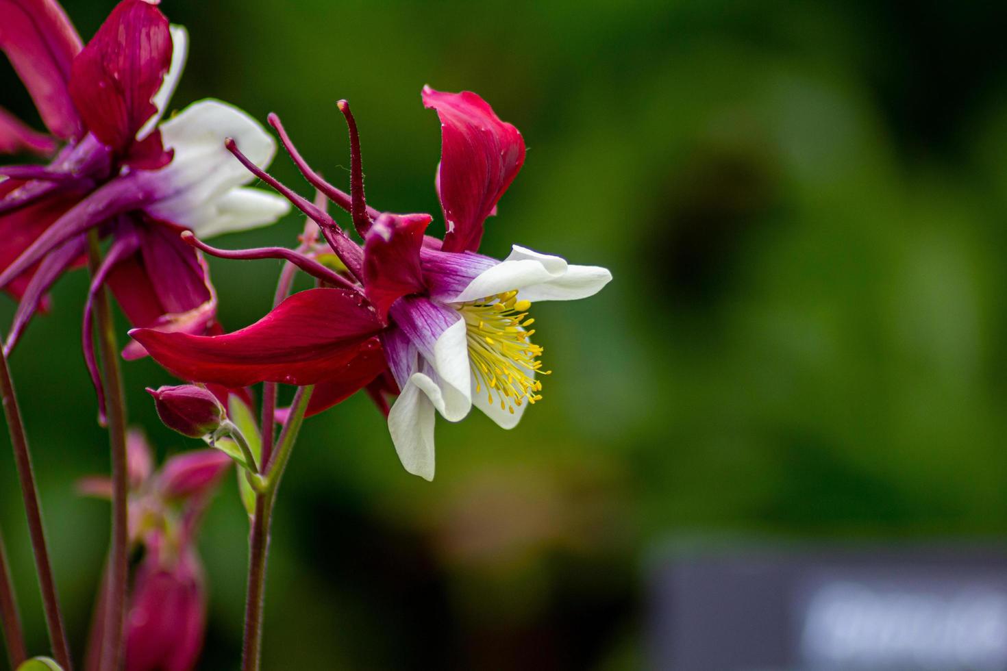 Close up of Aquilegai Cultorum photo
