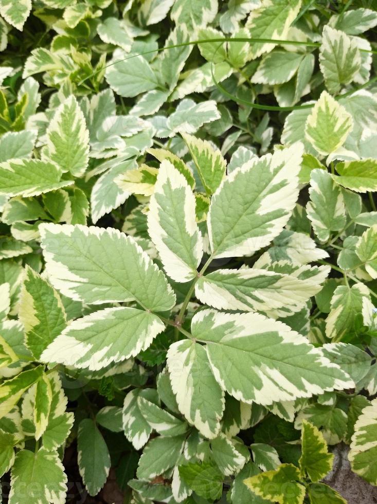hosta flower lengths, photo of leaves for background