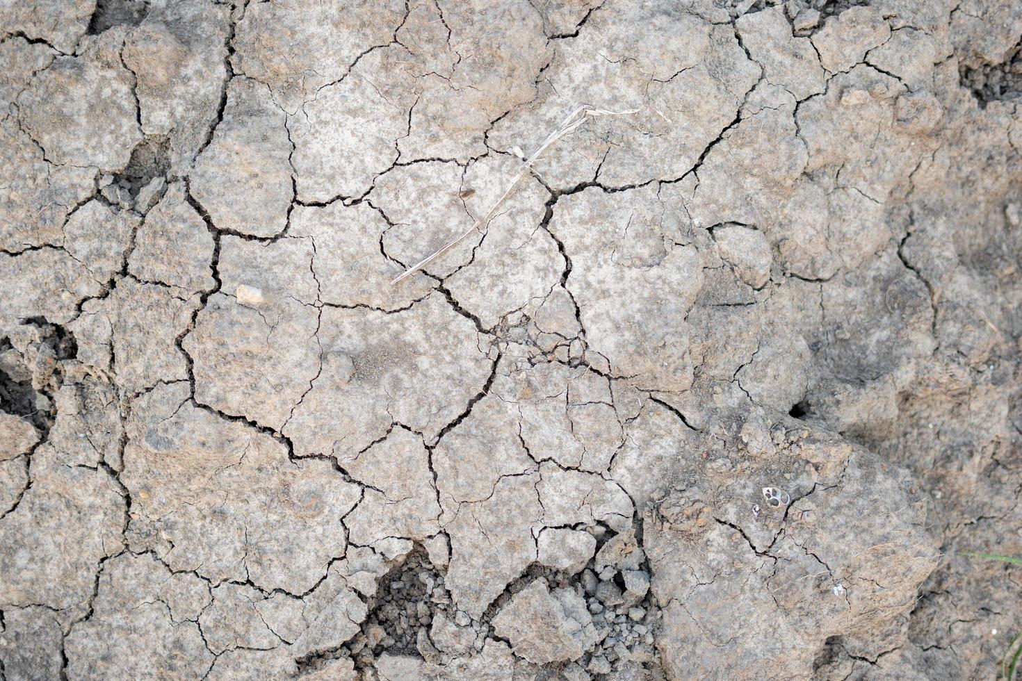 texturas de fondo de campo de arroz seco foto