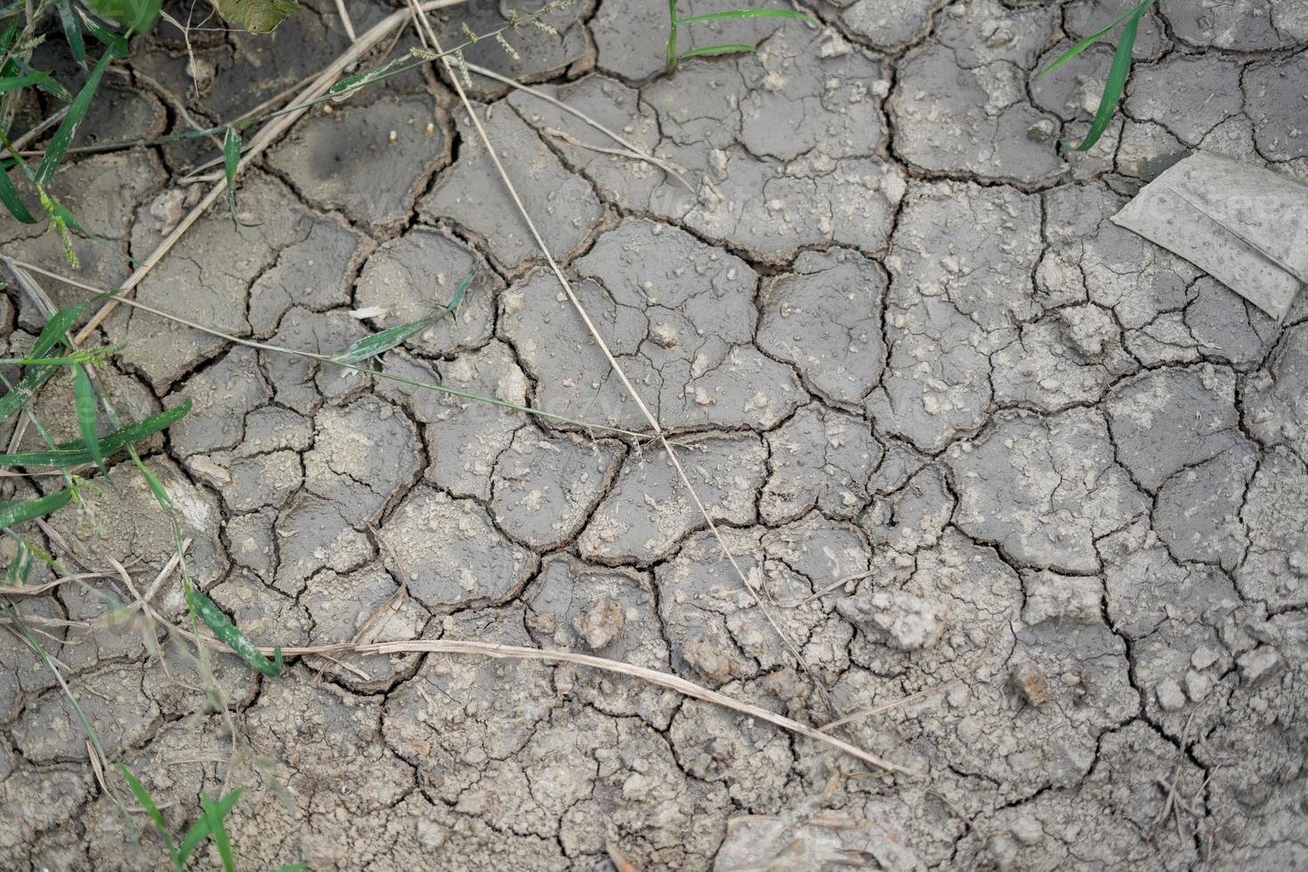 texturas de fondo de campo de arroz seco foto