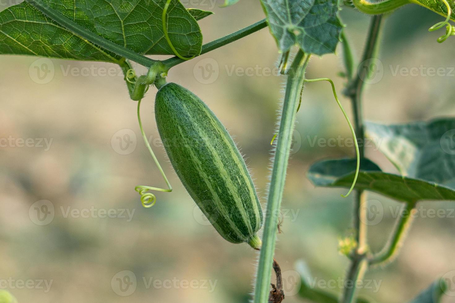 Close up of green pointed gourd in vegetable garden photo