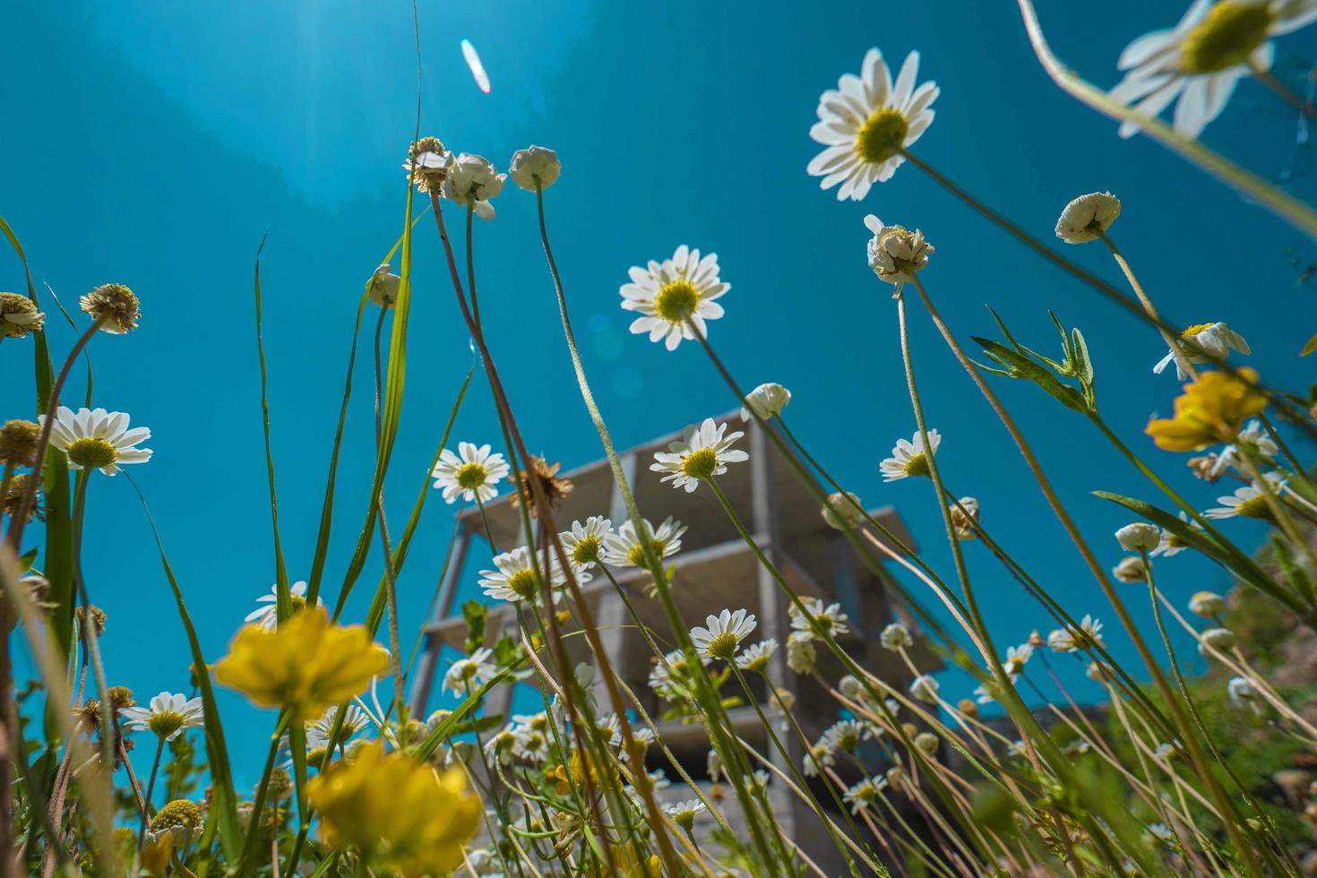 daisies on a warm summer morning with sunshine photo