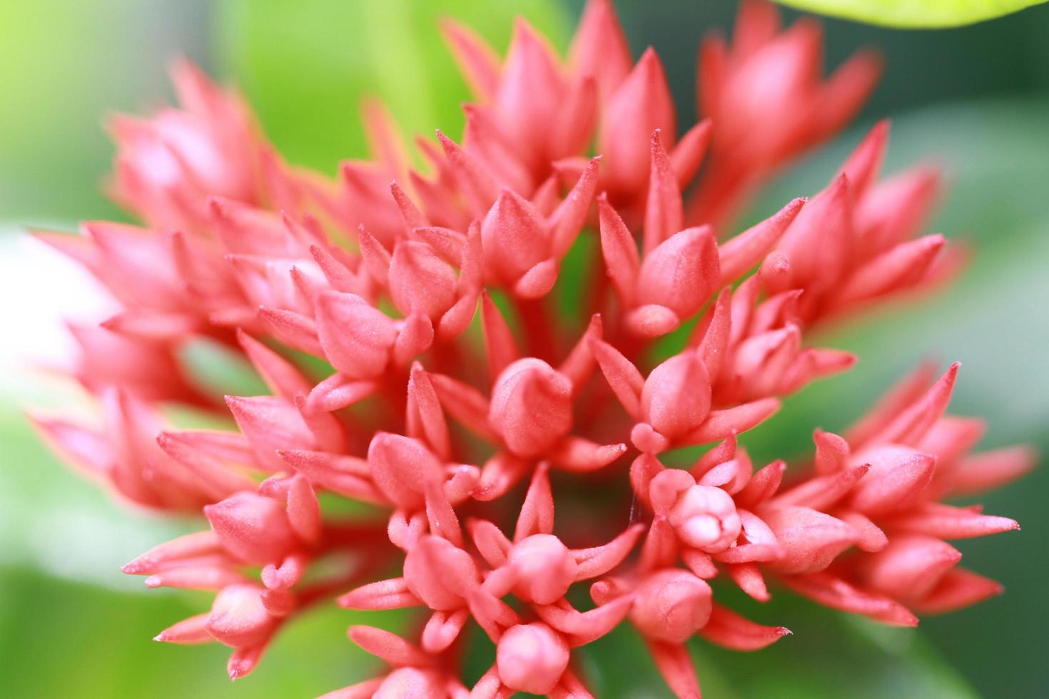 beautiful and fresh red flowers for background and graphic assets photo