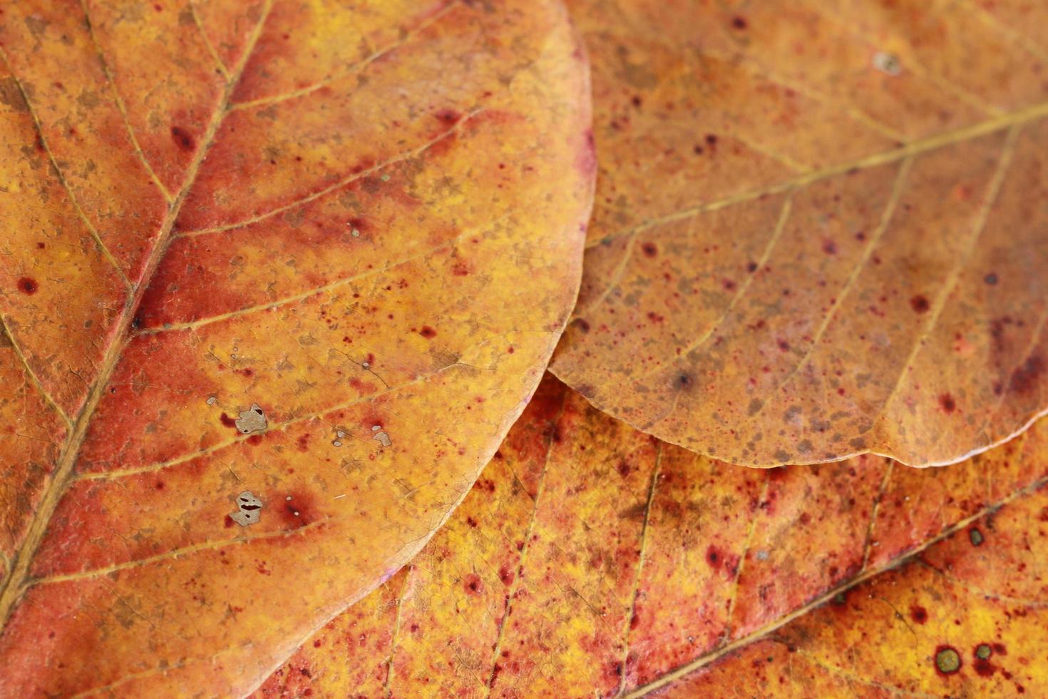 Exotic brown leaves for background and graphic assets photo