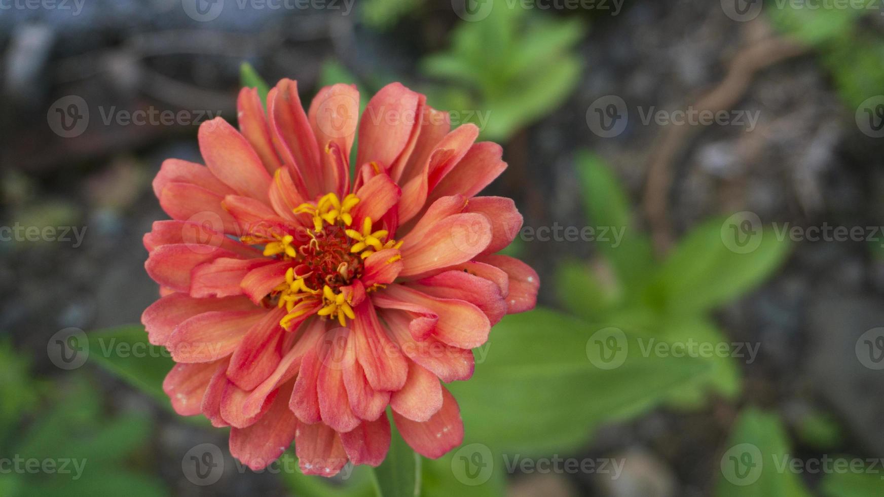 Common zinnia in the garden with natural color variations from natural formation photo