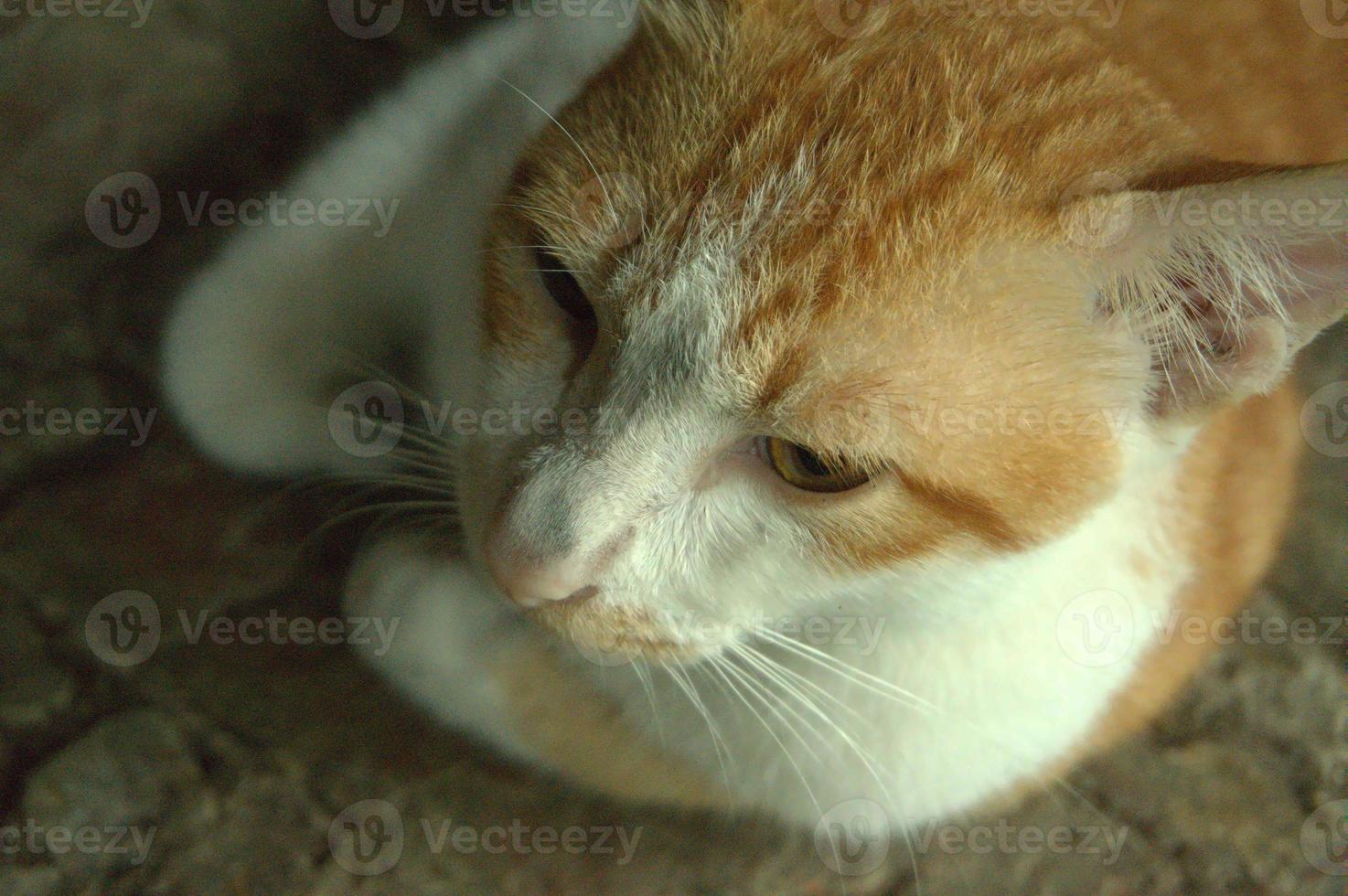 A Javanese cat with white and brown fur and head. The type of cat that only lives in Southeast Asia photo