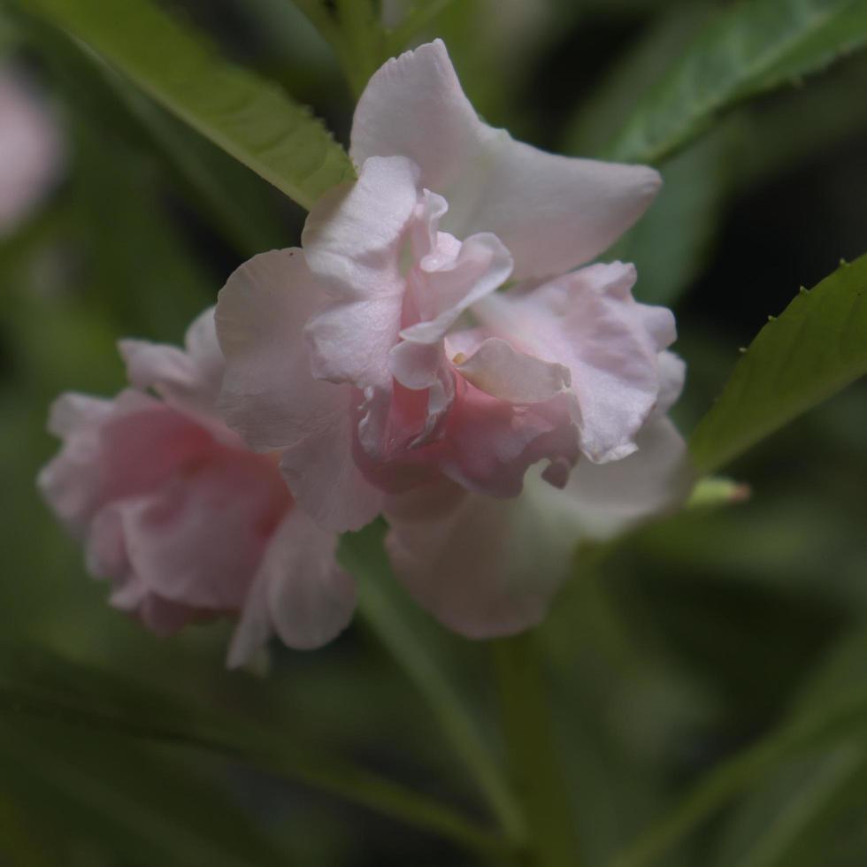 pink flower on tree photo