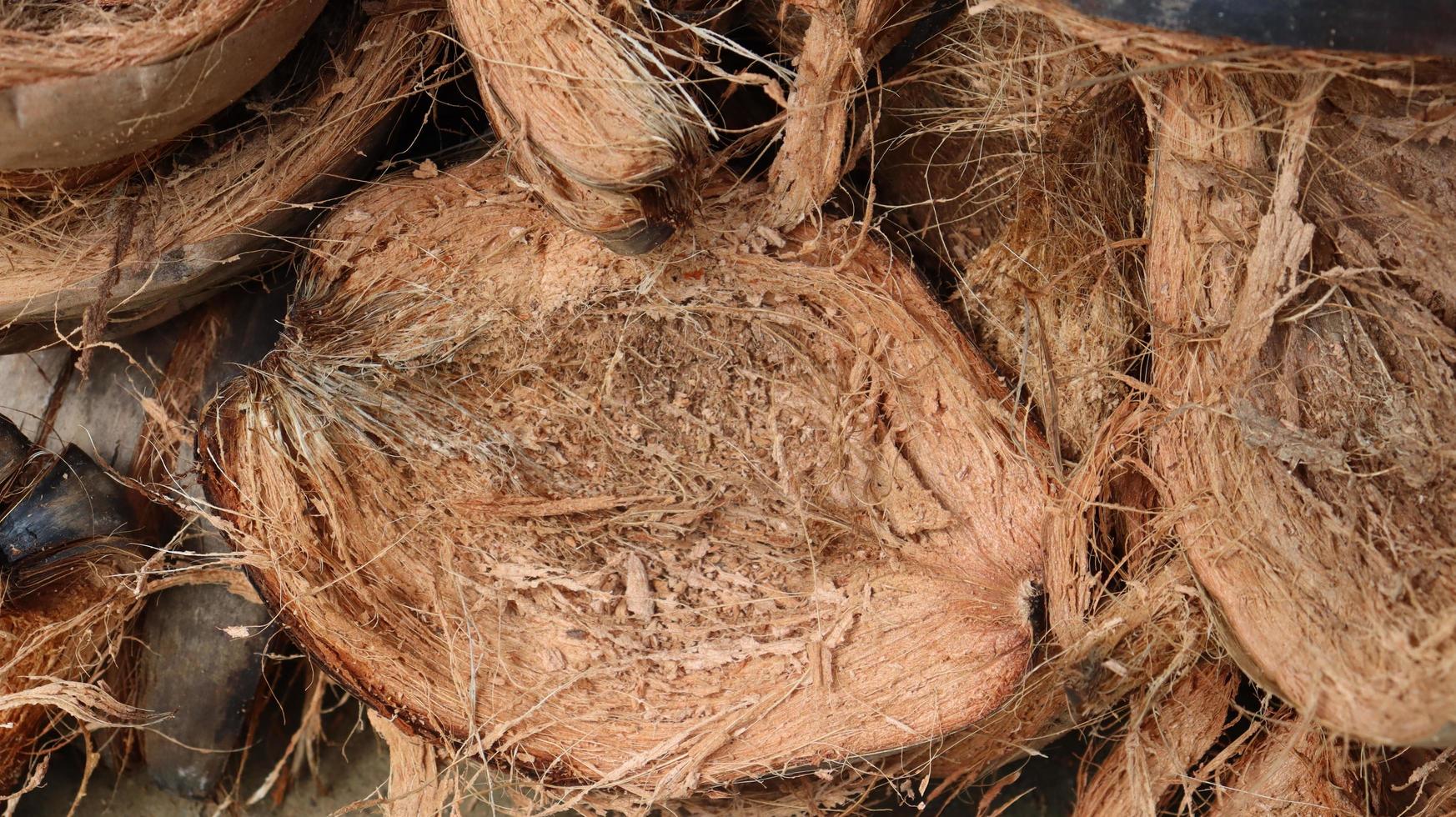 brown coconut shell photo