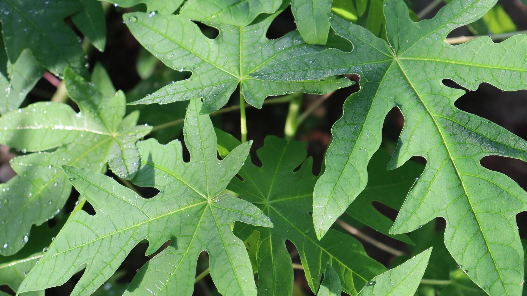 papaya leaves green photo