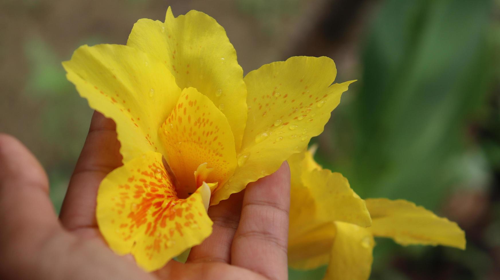 yellow flower in hand photo