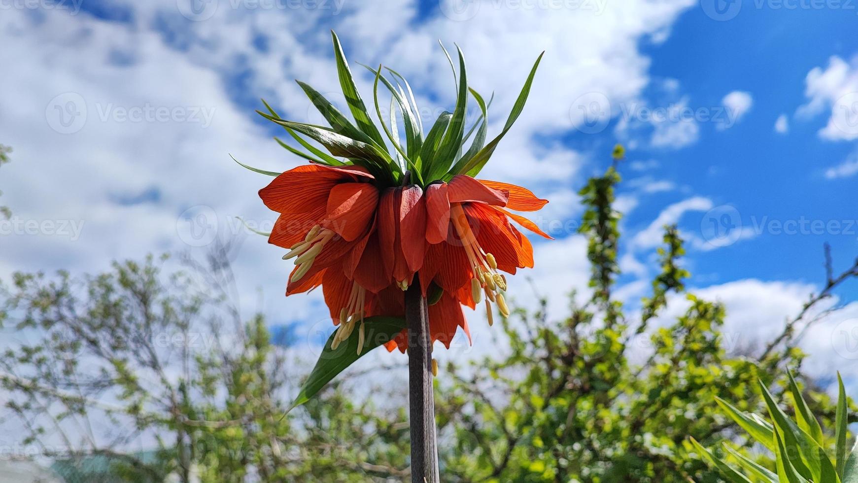 The flower of the red bull of the imperial group Fritillaria imperialis in the park on a flower bed close-up. A beautiful blooming garden. photo