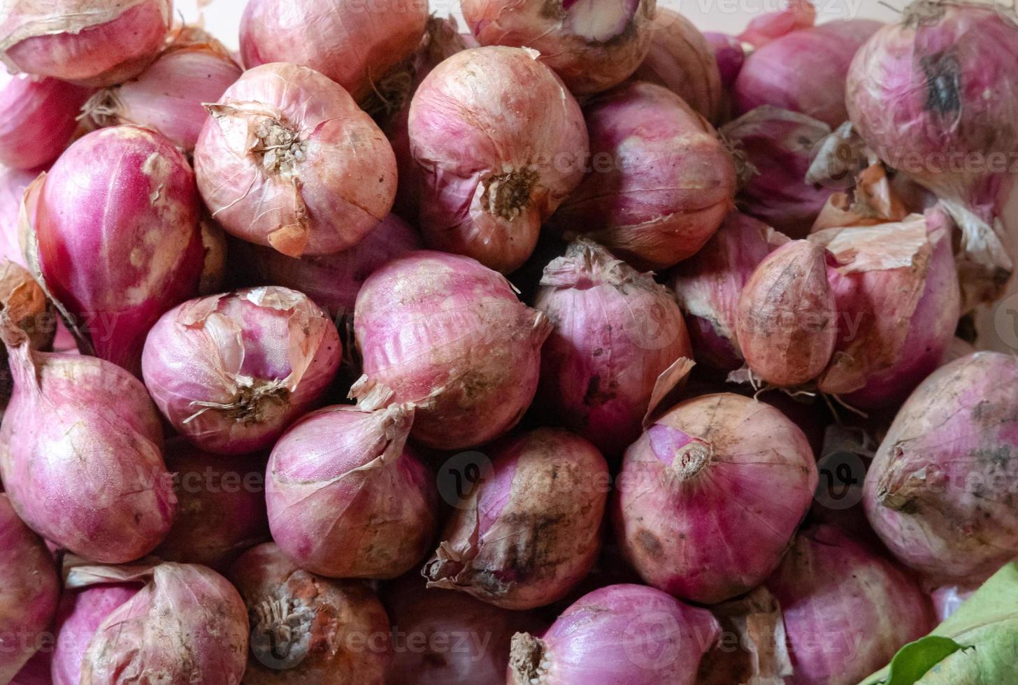 cebollas rojas después de la cosecha del jardín foto