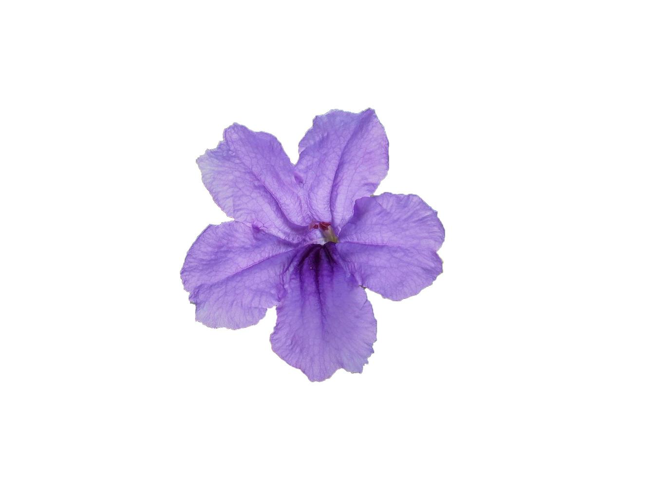 aislar la flor violeta sobre fondo blanco. foto