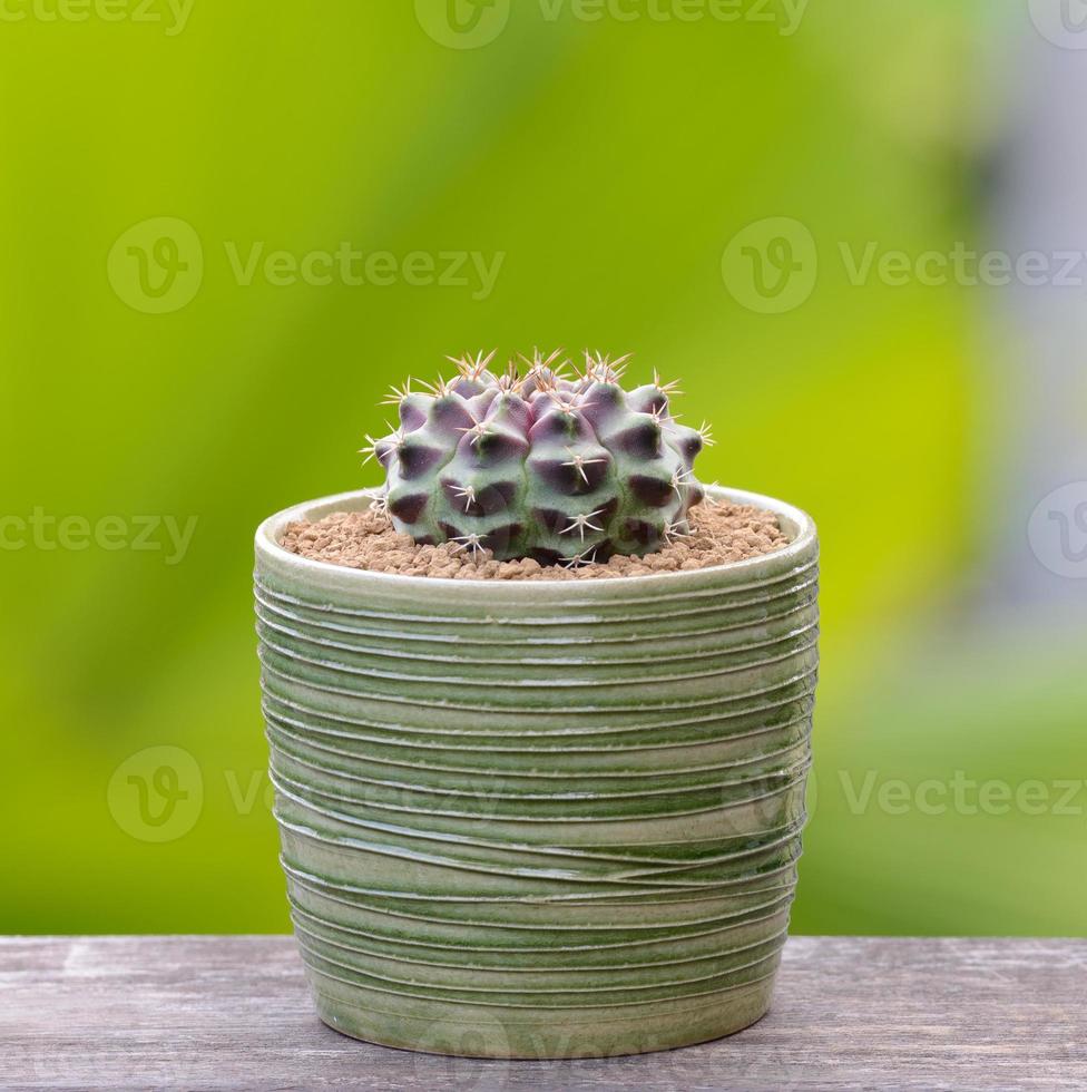 Lophophora williamsii, Cactus or succulents tree in flowerpot on wood striped background photo