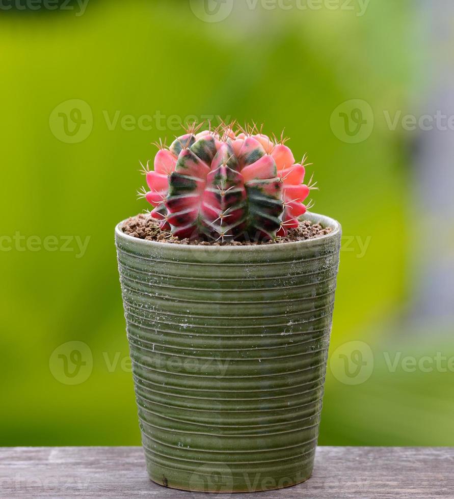 Lophophora williamsii, Cactus or succulents tree in flowerpot on wood striped background photo